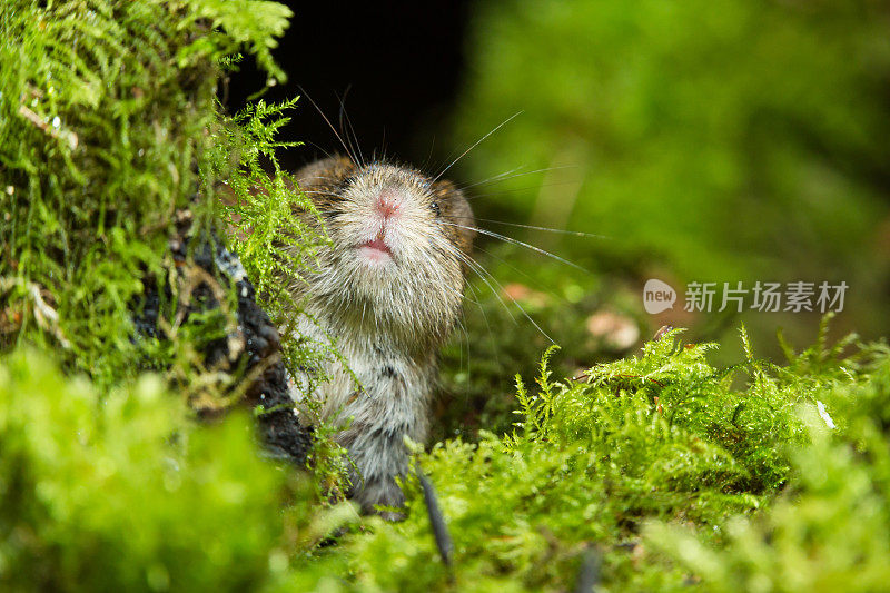 银行田鼠（Myodes glareolus）